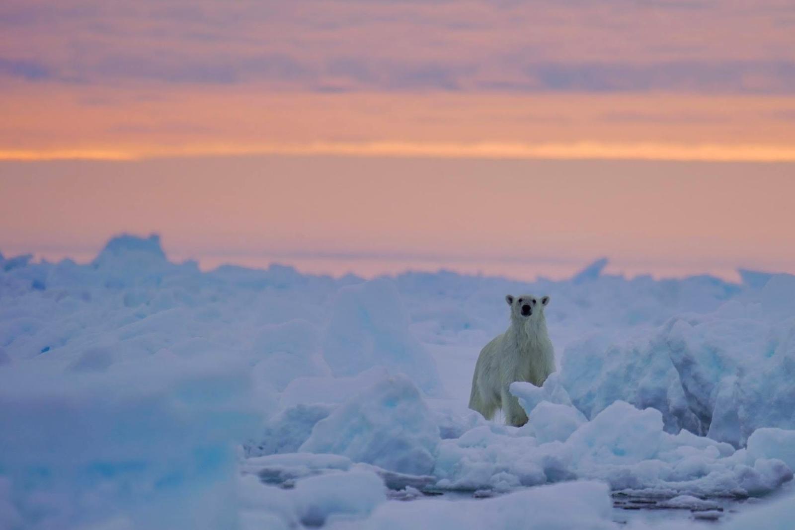 Read more about the article Volunteer Opportunity at Angirraq